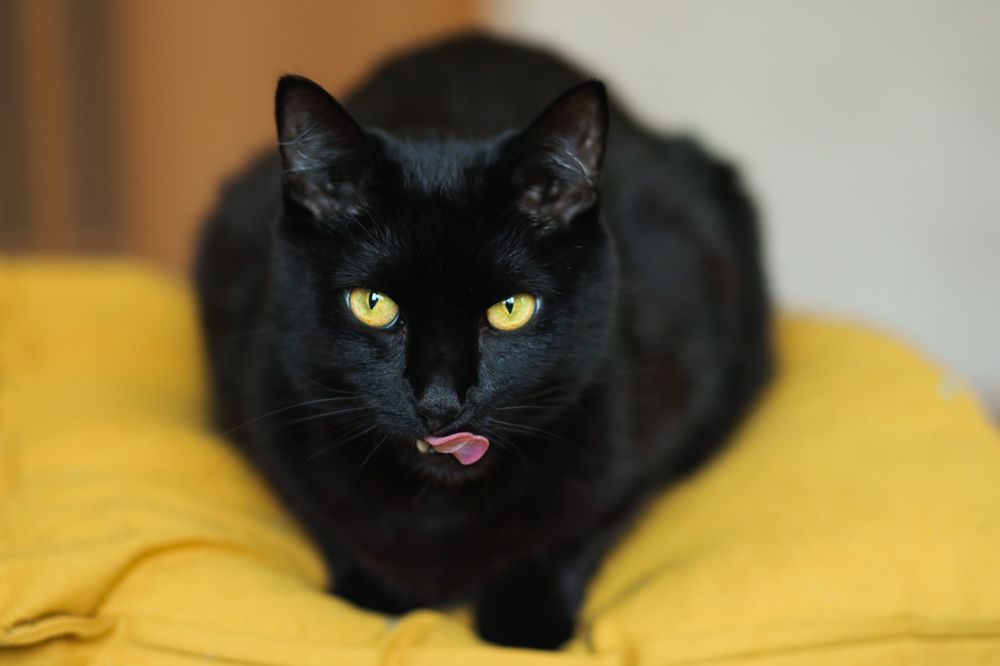 Фотография автора Анна Медведева