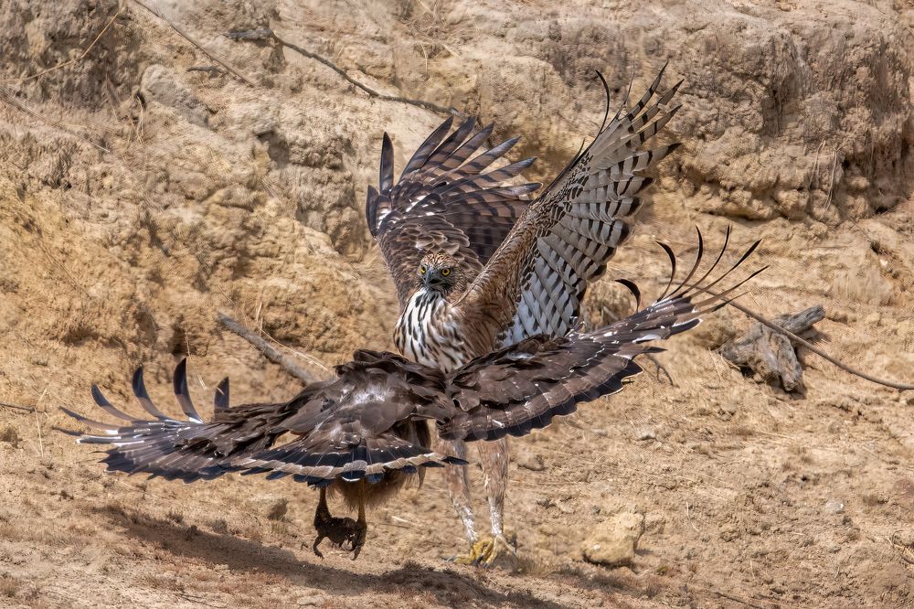 Photograph by Rajib Kumar Dana