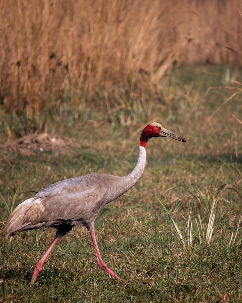 Photograph by Paritosh Ahmed