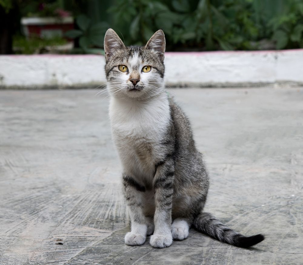 Фотография автора Davit Mohrabyan