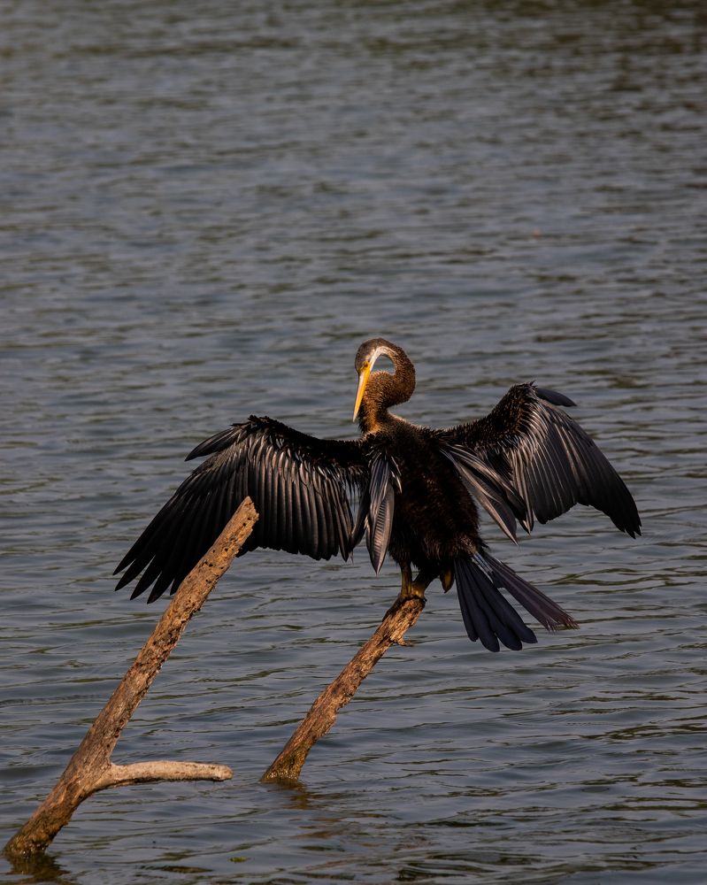 Photograph by Paritosh Ahmed