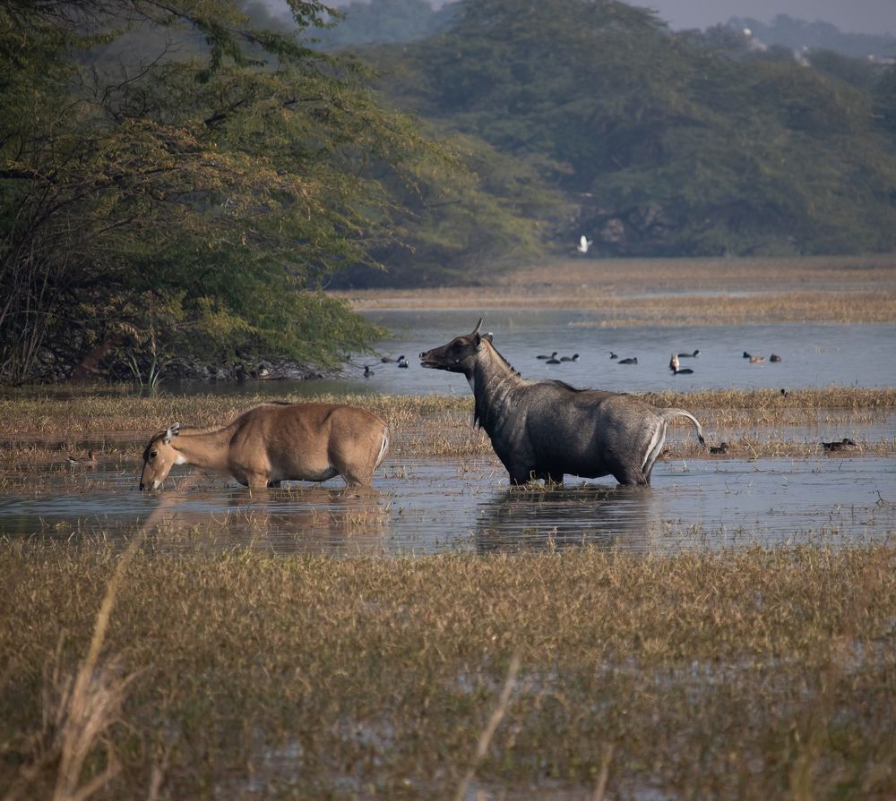 Photograph by Paritosh Ahmed