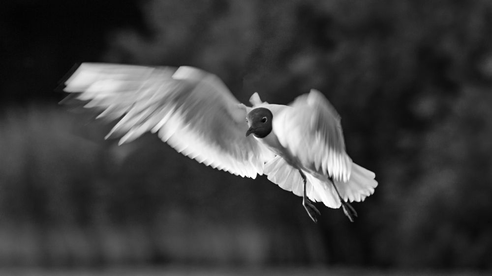 Photograph by lev ostanin