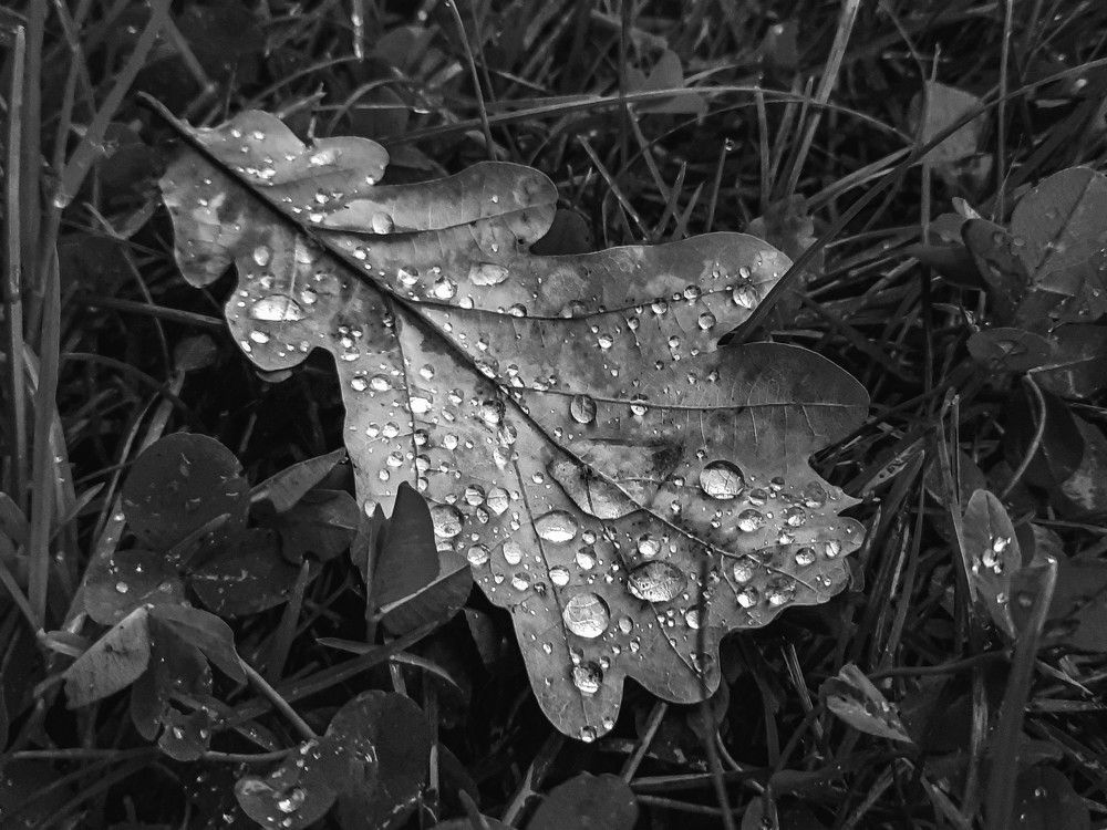 Фотография автора Лена Гром