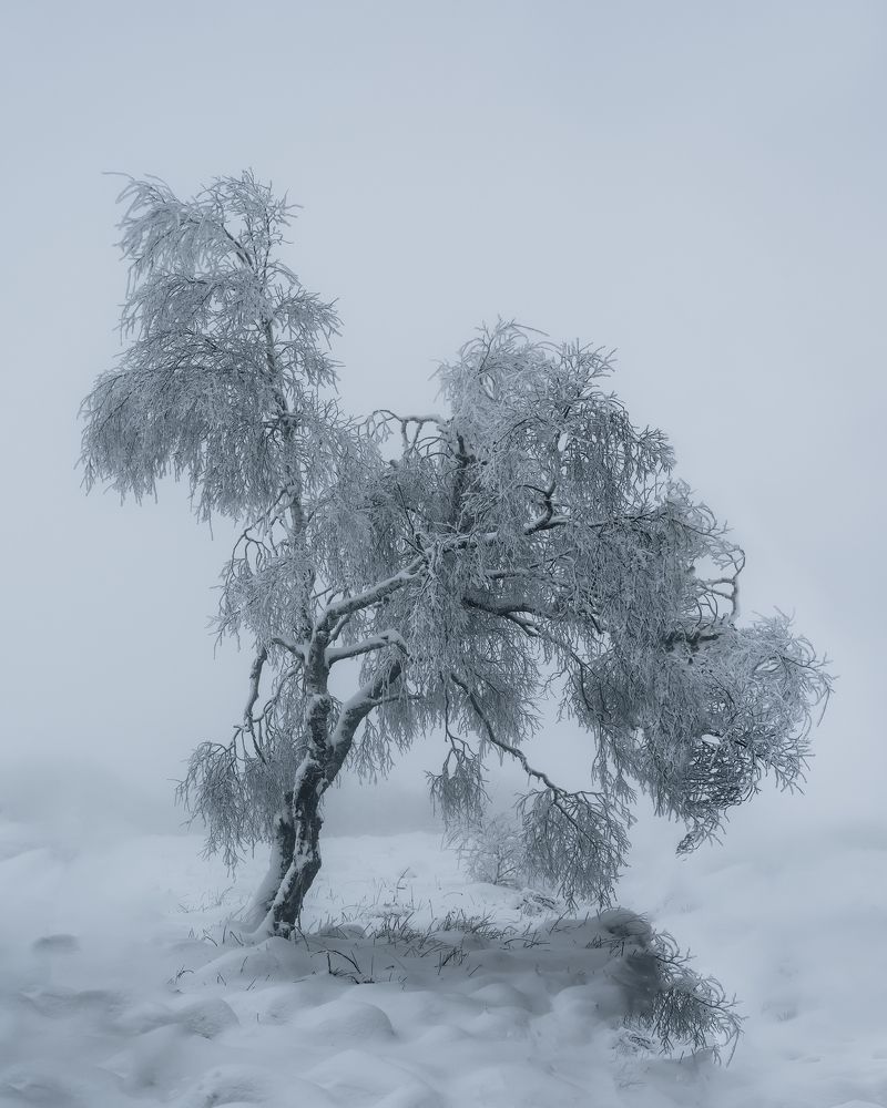 Tree in winter landscape