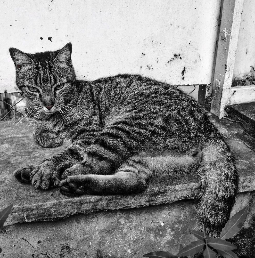 Photograph by Ivan Monges