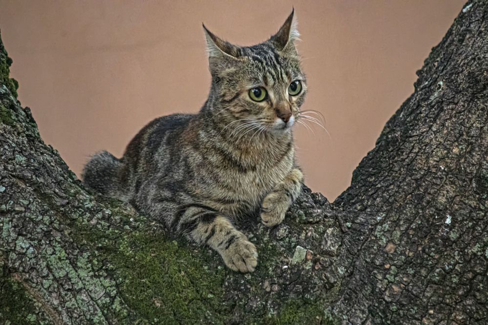 Photograph by Jorge Alberto Zelaya Navarro