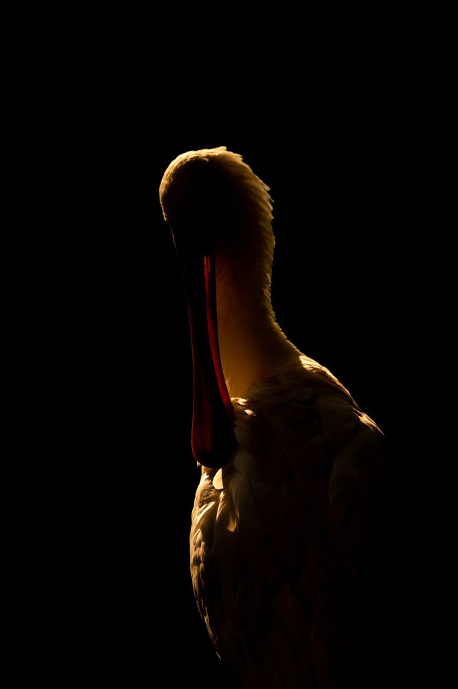 Фотография автора Naveen Viswanath