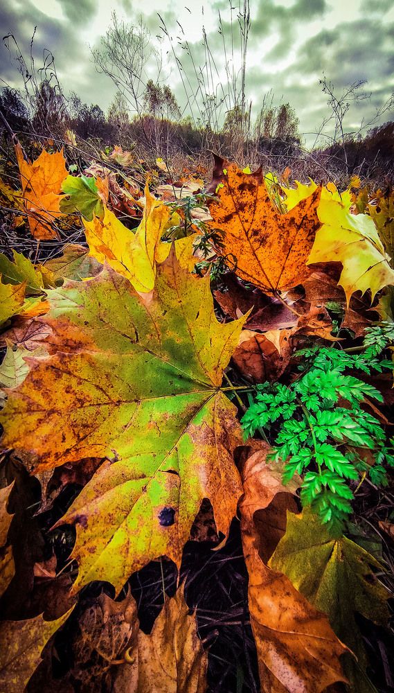 Photograph by Владимир Кормильцев