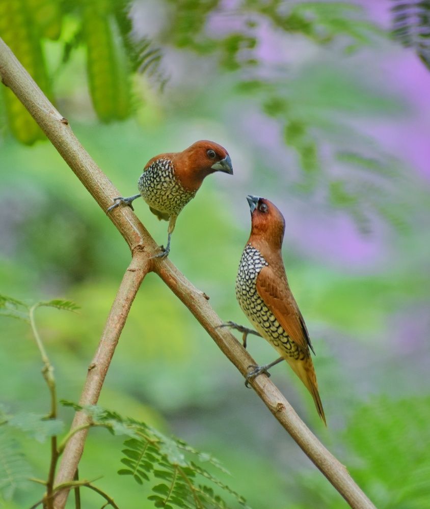 Photograph by SAIKAT PAL