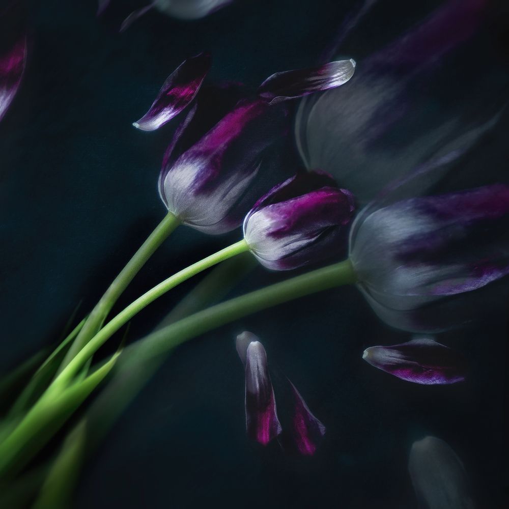 Photograph by Selenia