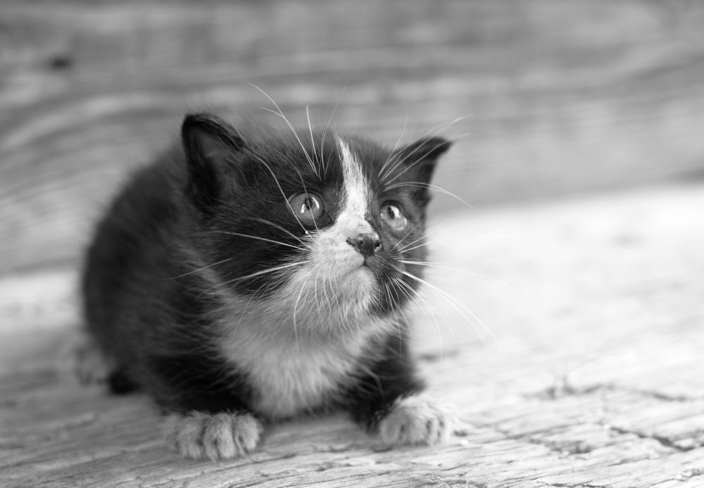 Бездомный котенок