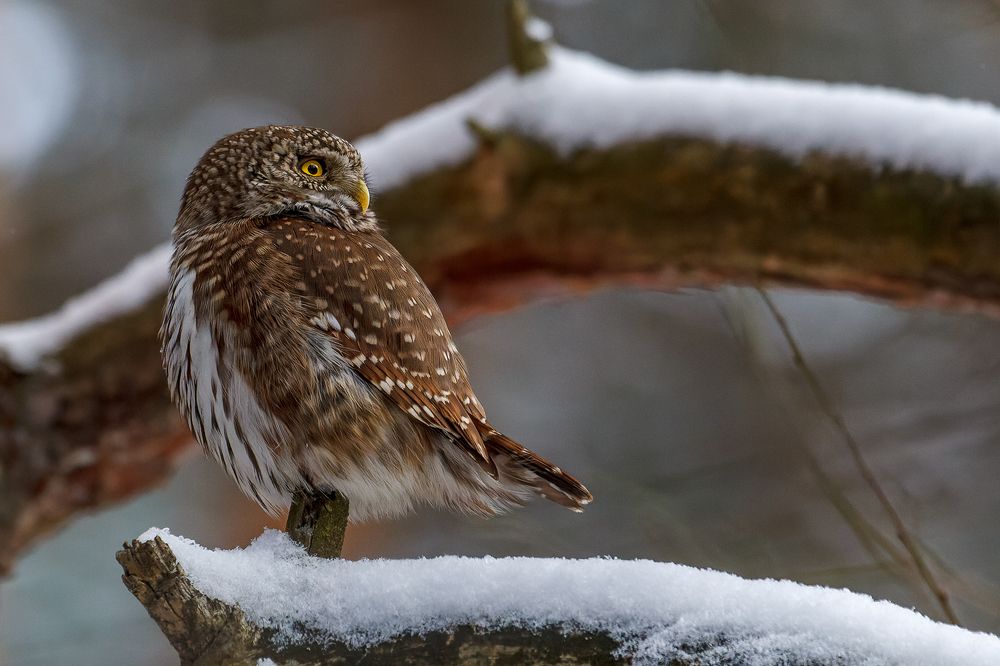 Тыл прикрыт