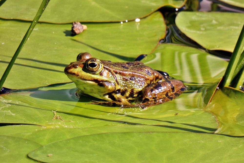 Photograph by backareva irina