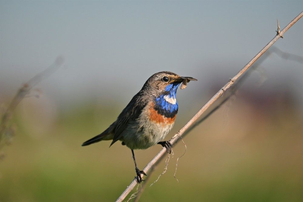 Фотография автора IRINA FILIPPOVA