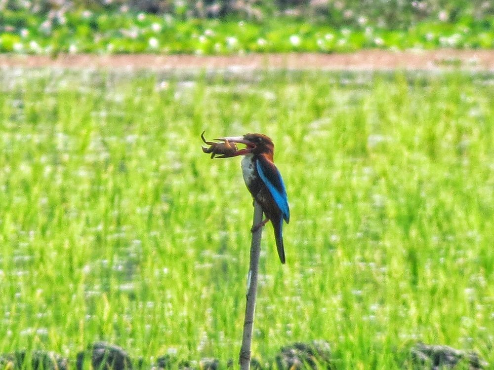 Wild life