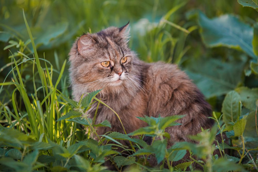 Янтарные глаза