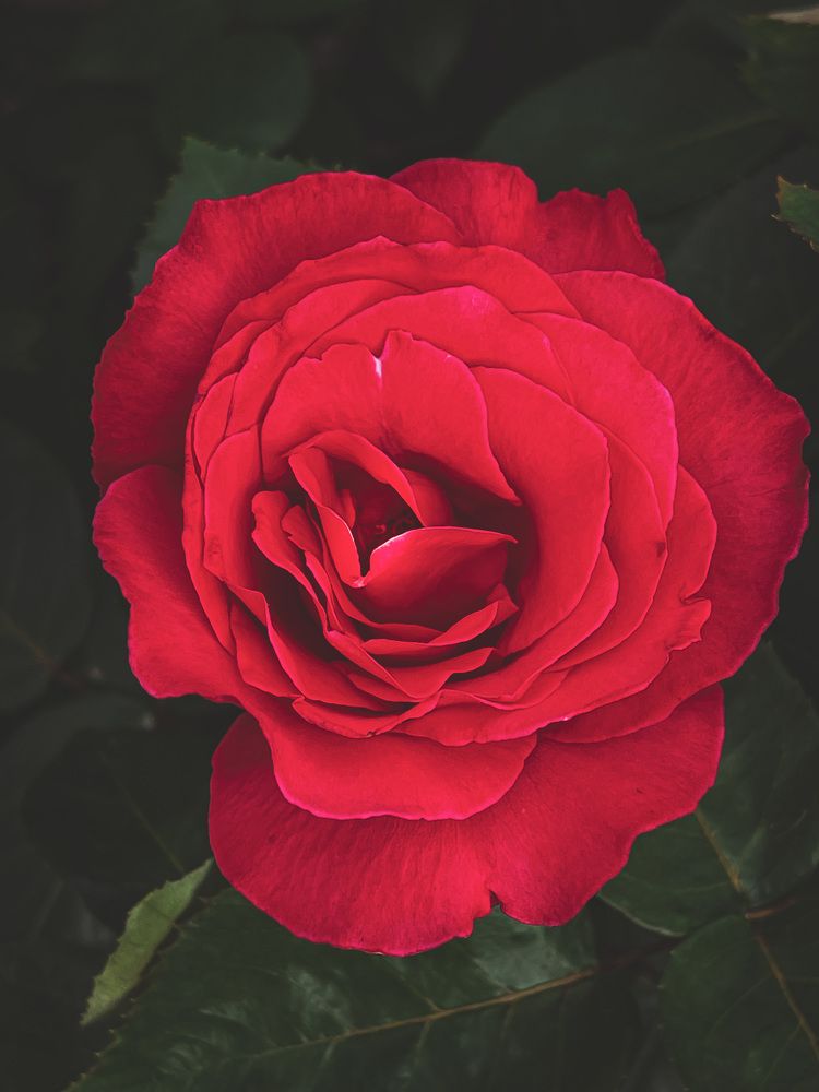 Photograph by Алиса Кустовская