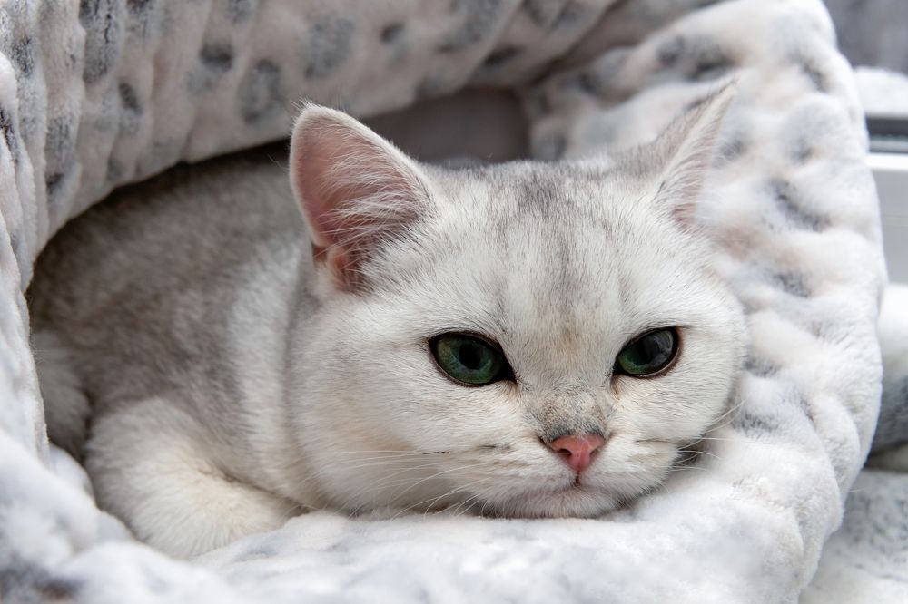 Photograph by Константин Пухов