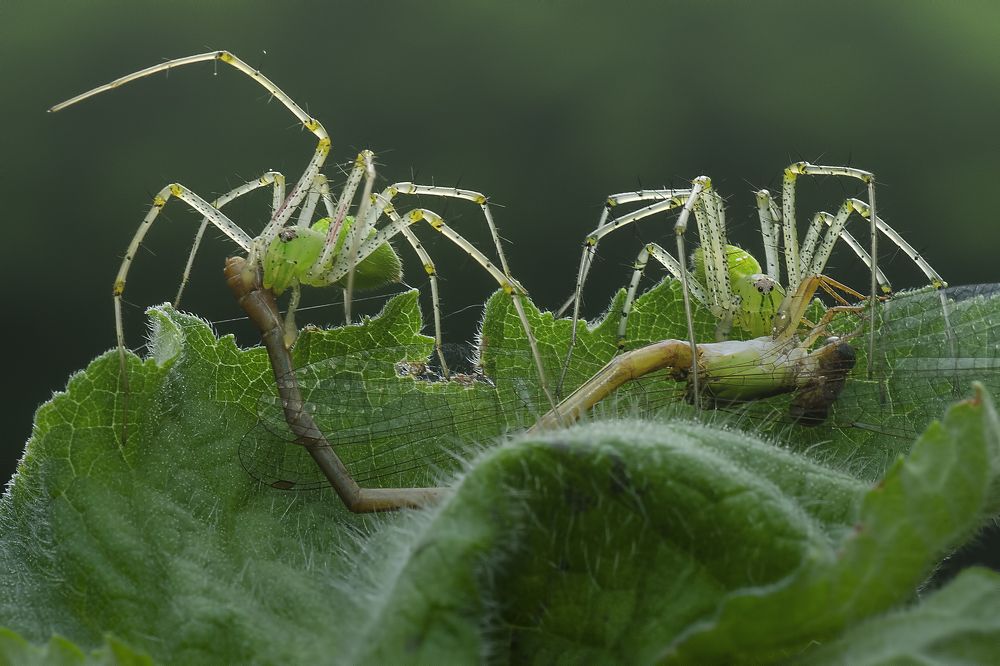 Фотография автора Arijit Mondal