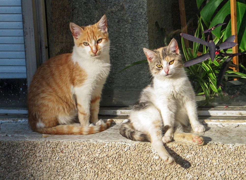 Photograph by Ирина Тынянкина