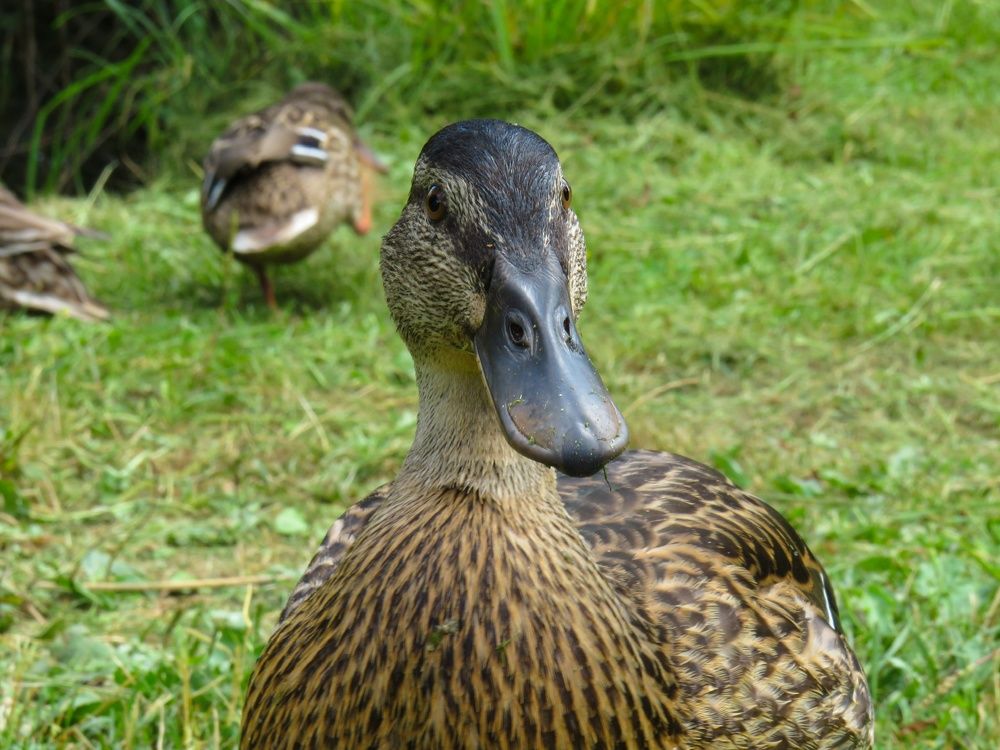 Photograph by Анастасия Романова