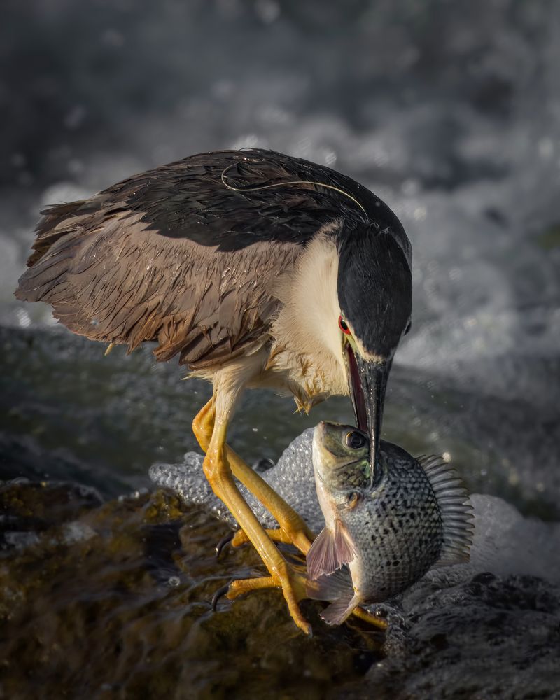 Фотография автора Zaeitar Ahmed