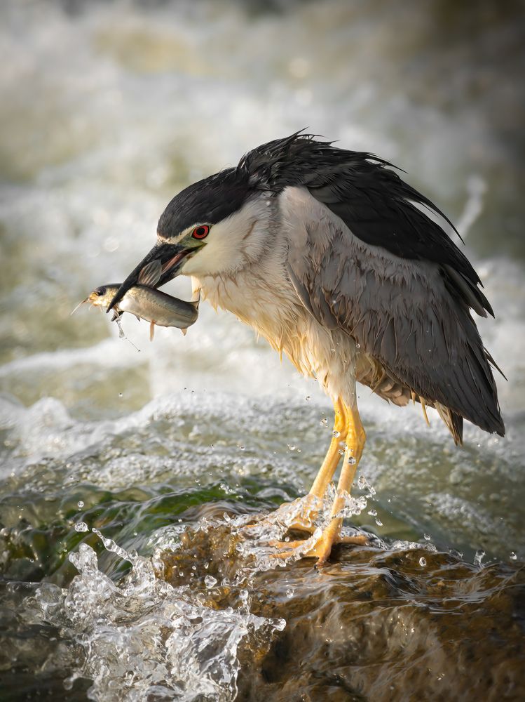 Фотография автора Zaeitar Ahmed