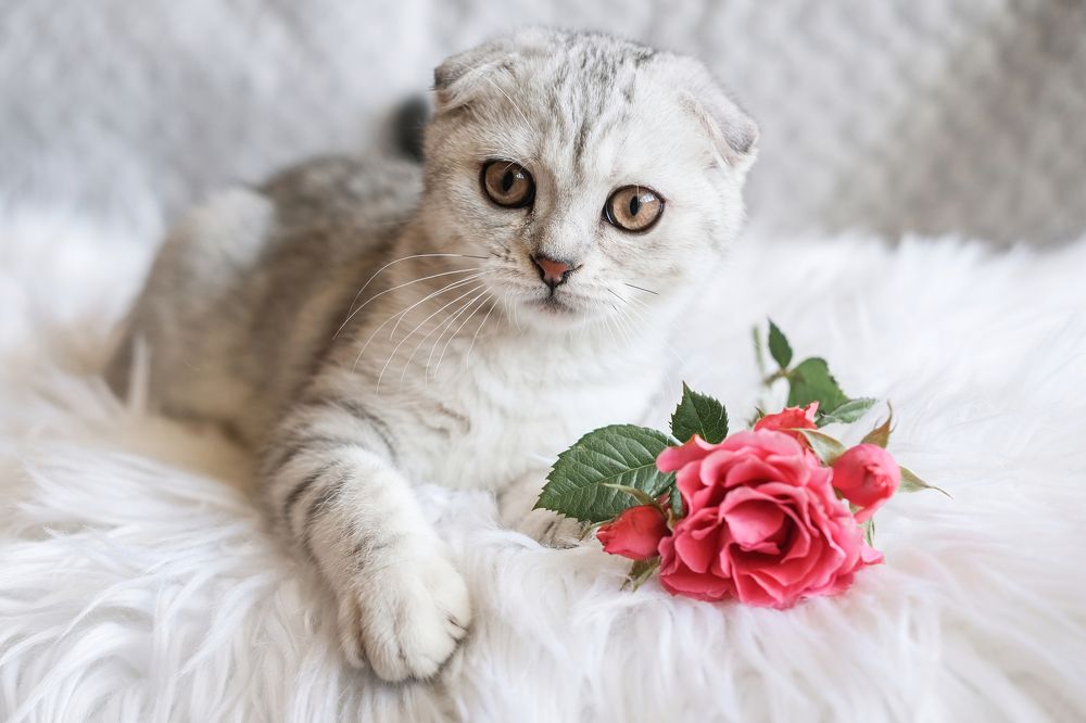 Photograph by Елена Никишина