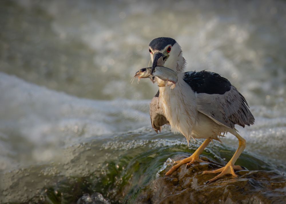 Фотография автора Zaeitar Ahmed