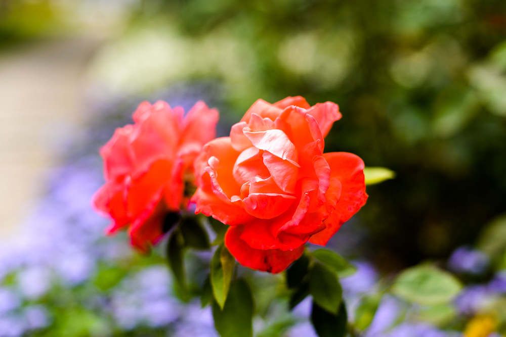 The beauty of a red rose