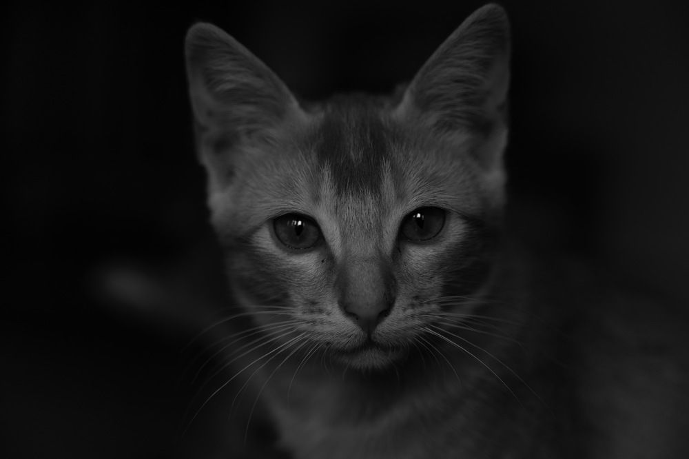 Bhuatn cat