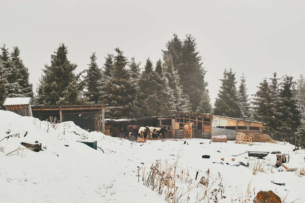 Photograph by Dana