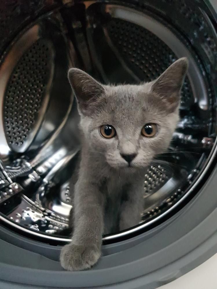 Фотография автора Максим Грибанов