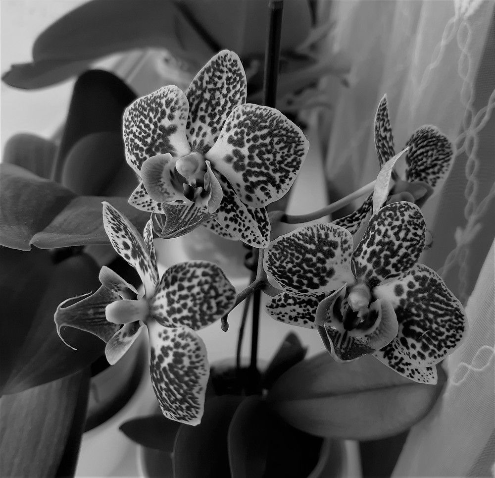 Фотография автора Ирина Лукьянчик