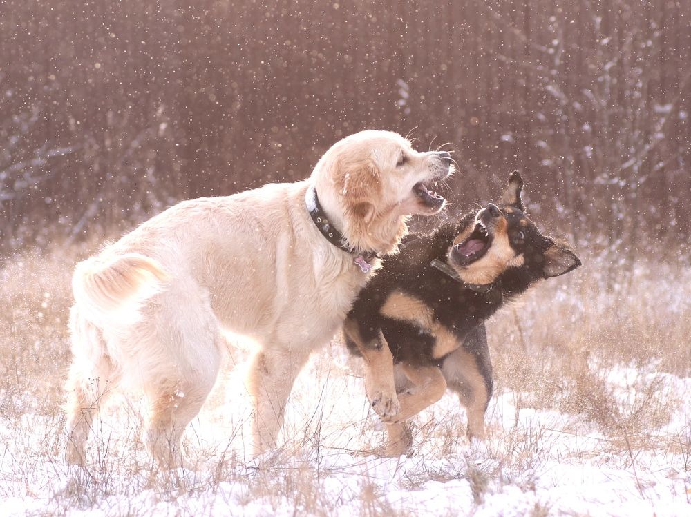 Photograph by Светлана Богомолова