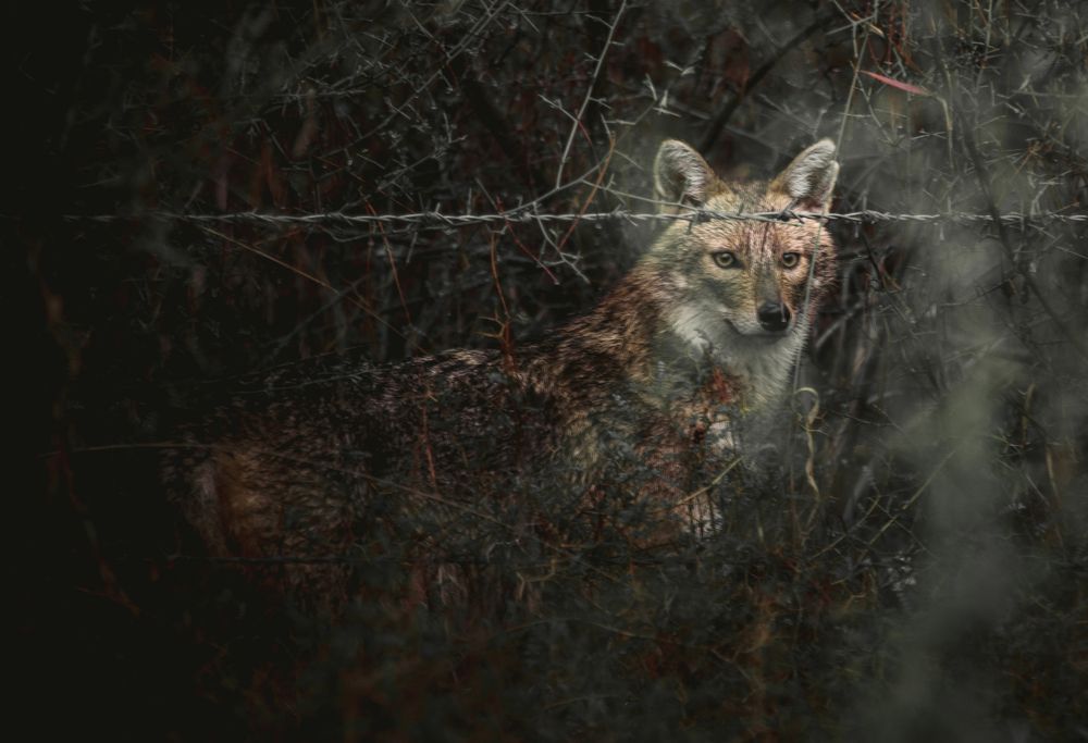 Photograph by Алекс Гейнер