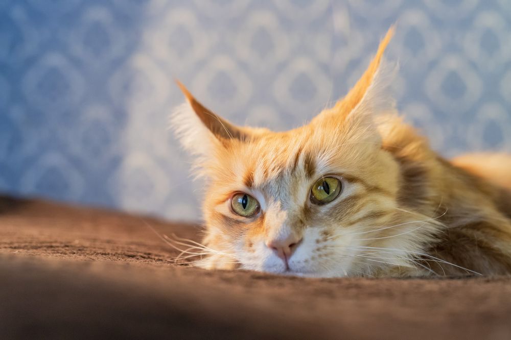 Фотография автора Татьяна Степанова