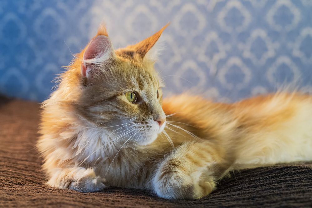 Фотография автора Татьяна Степанова