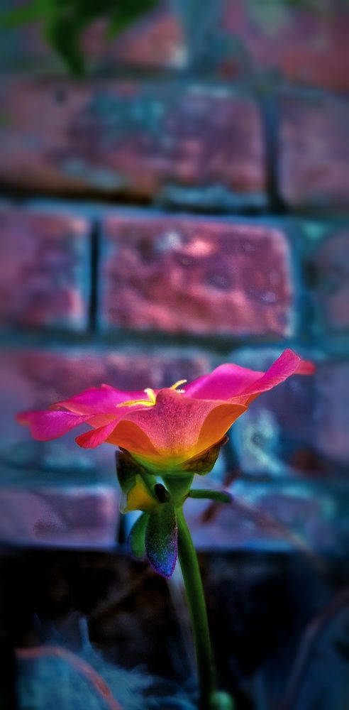 A red portulaca in night.