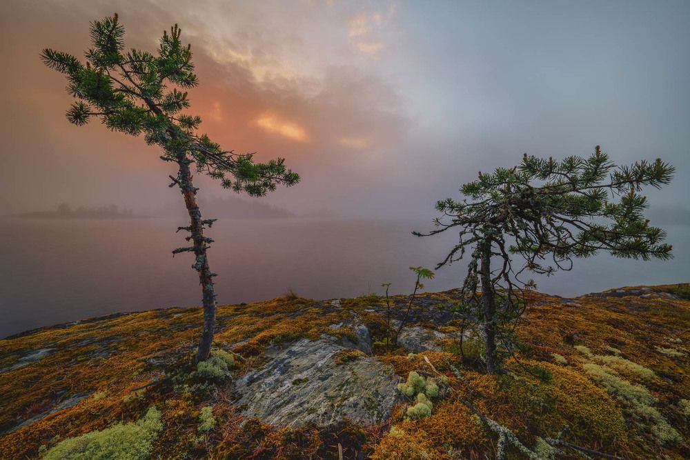 И на камнях растут деревья