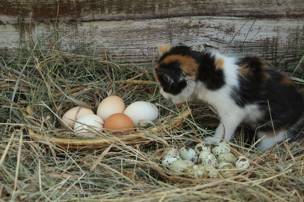 Photograph by Юлия Черкасова