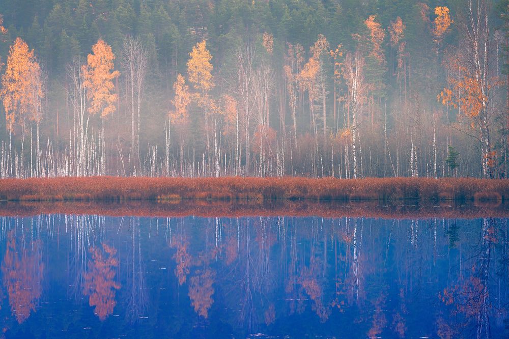 Утро на болоте