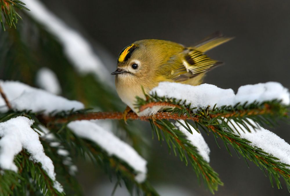Живой шарик