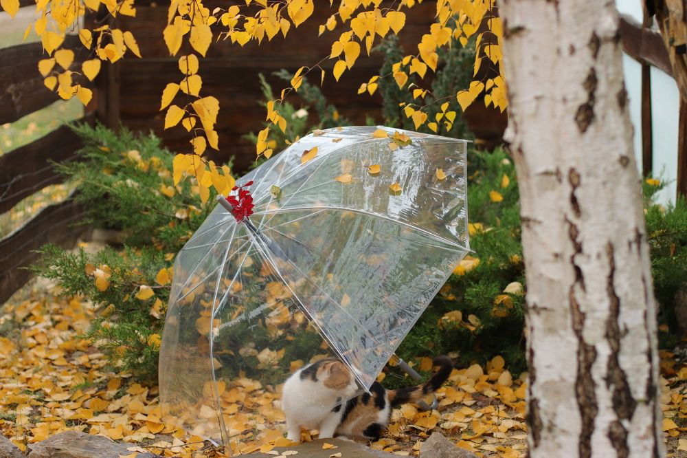 Photograph by Юлия Черкасова