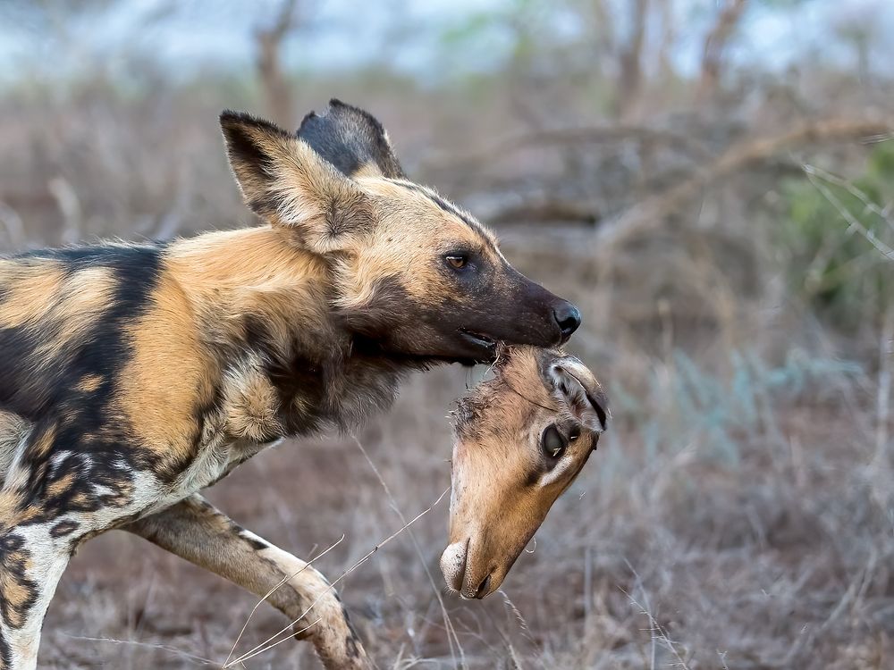 Фотография автора Clint Ralph