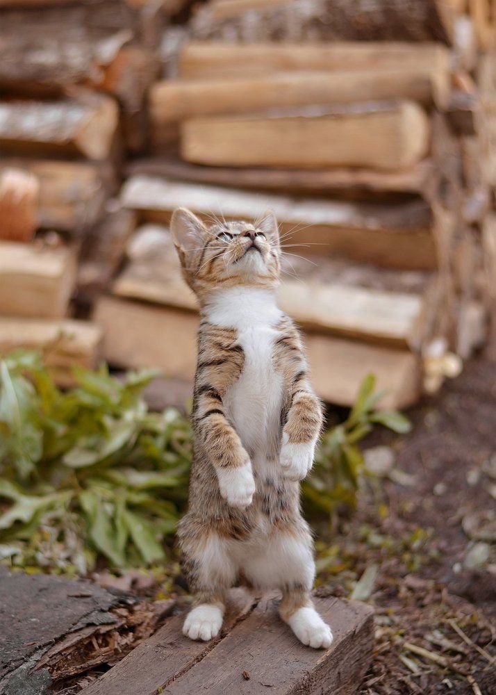 Фотография автора Анастасия Струна