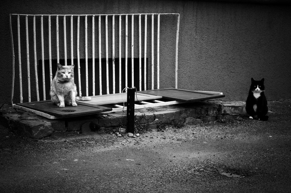 Photograph by Денис Бородич