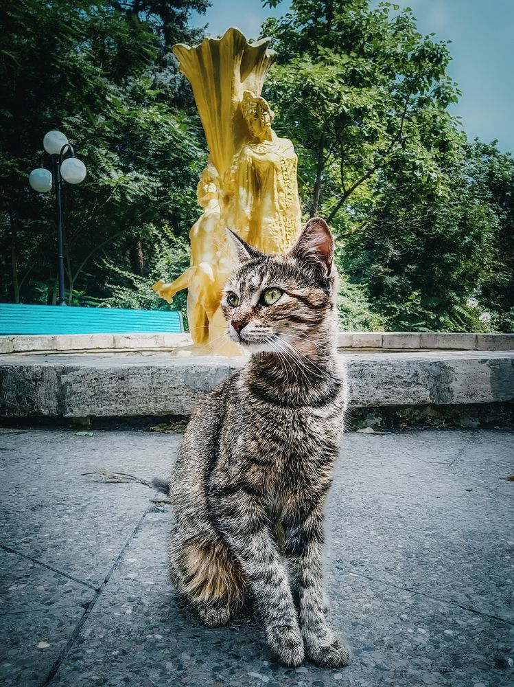 Железноводский котик