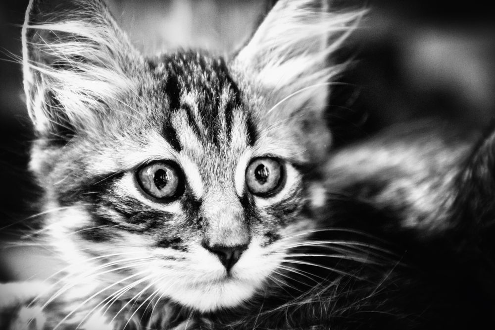 Фотография автора Ala MEZIANI